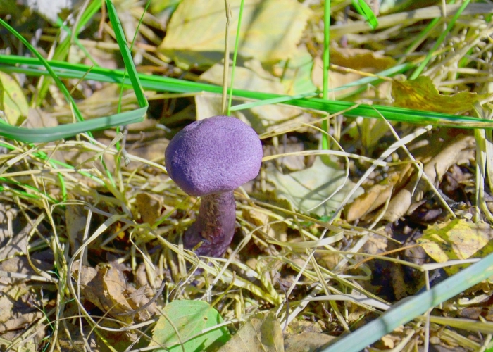 Паутинник фиолетовый