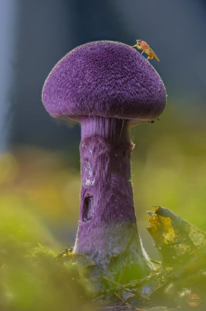Purple mushroom