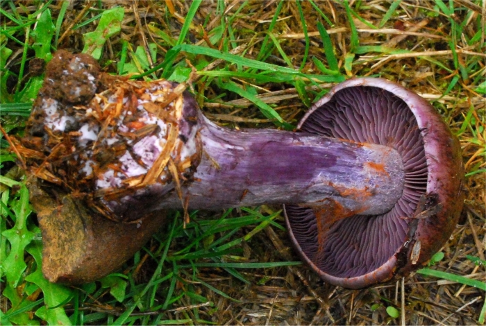 Паутинник багряный cortinarius purpurascens