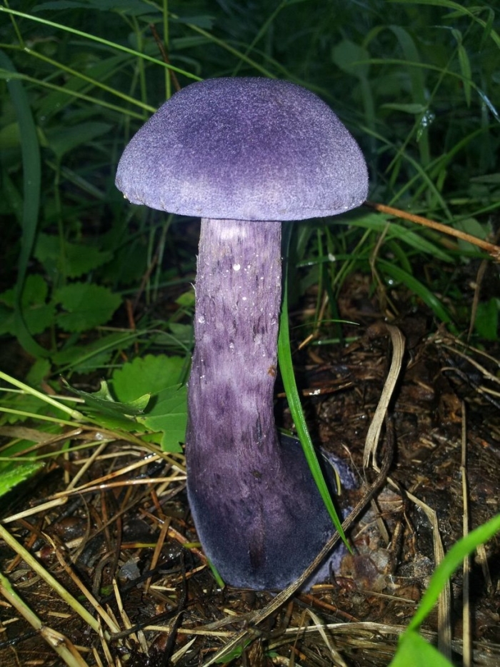 Паутинник фиолетовый