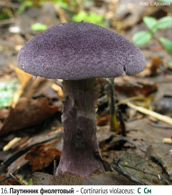 Гриб паутинник фиолетовый