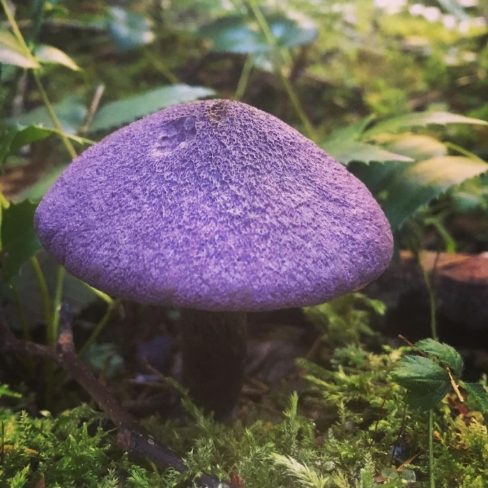 Паутинник фиолетовый