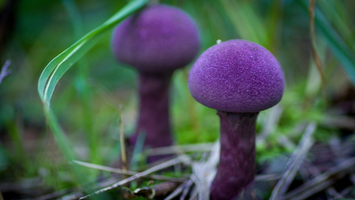 Гриб паутинник