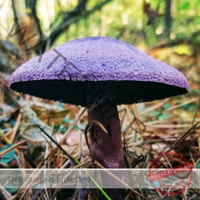 Паутинник фиолетовый съедобные грибы