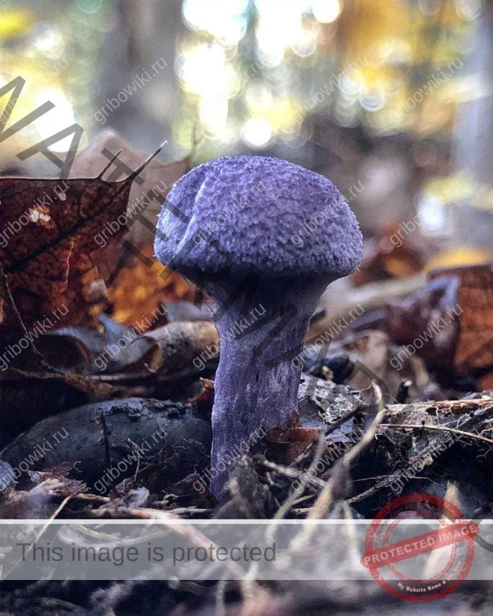 Паутинник фиолетовый съедобный