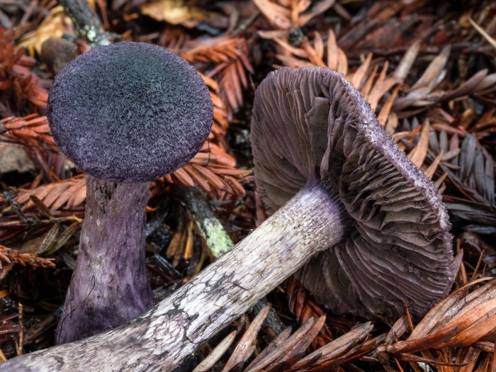 Cortinarius violaceus