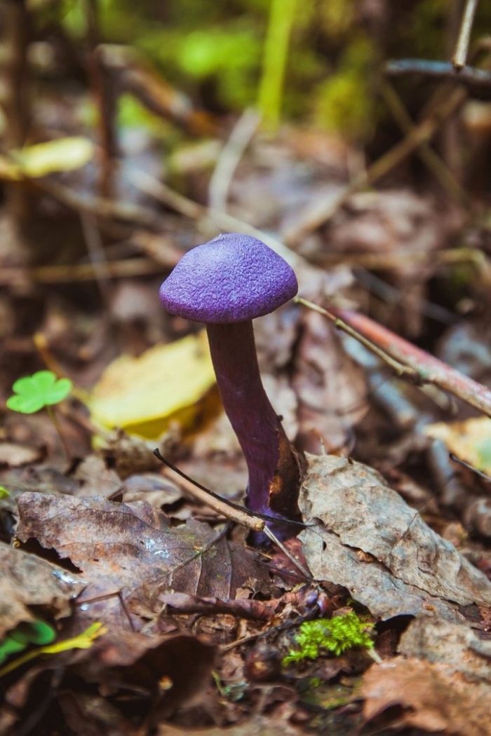 Паутинник фиолетовый