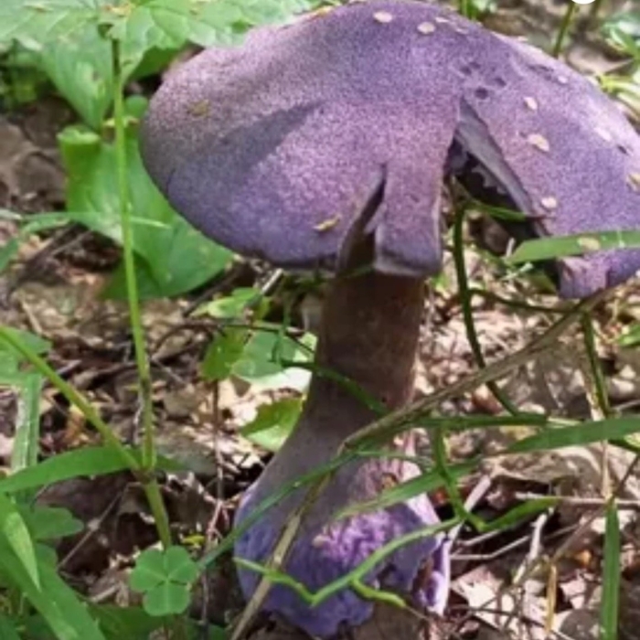 Грибы подмосковья паутинник