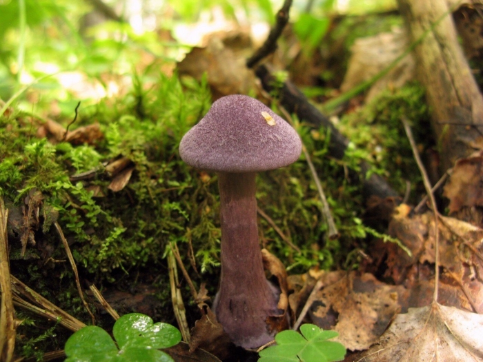 Паутинник фиолетовый