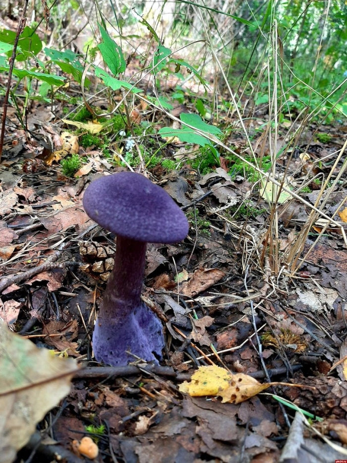 Фиолетовый паутинник