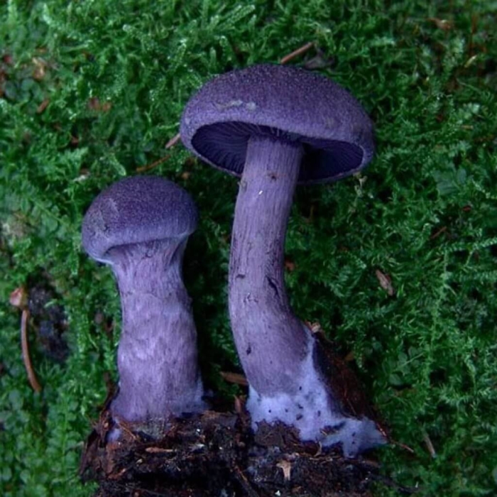 Паутинник фиолетовый гриб