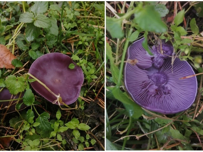 Гриб рядовка фиолетовая