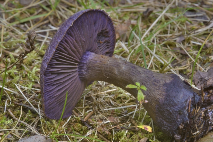 Cortinarius violaceus