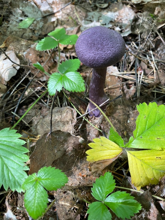 Паутинник фиолетовый