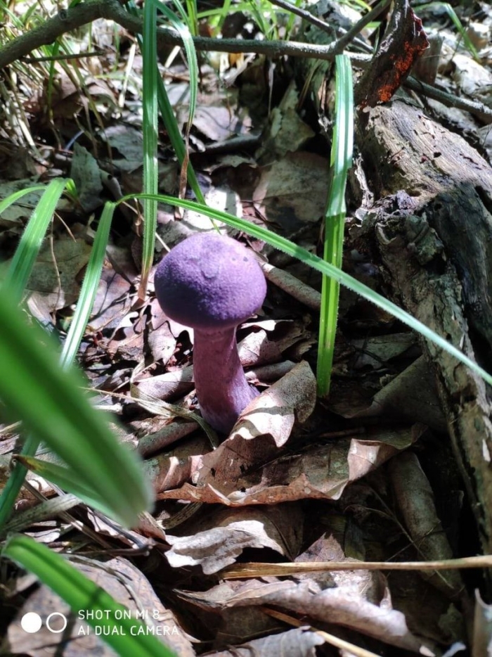 Гриб паутинник сиреневый