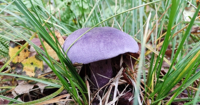 Паутинник фиолетовый ядовитый