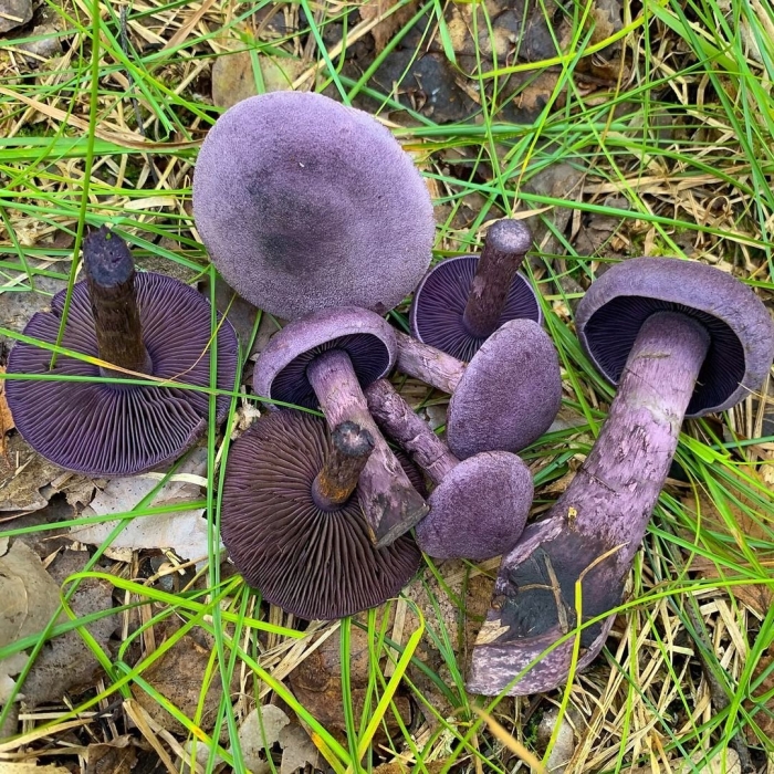 Паутинник сиреневый