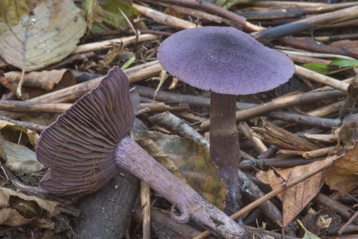 Лаковица аметистовая гриб