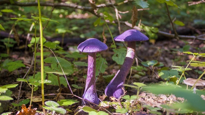 Гриб паутинник фиолетовый