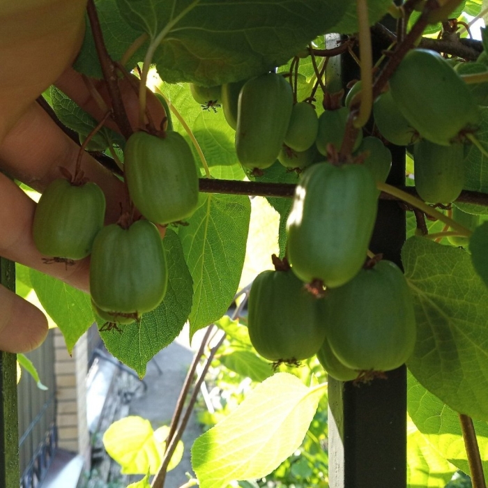 Актинидия коломикта лакомка