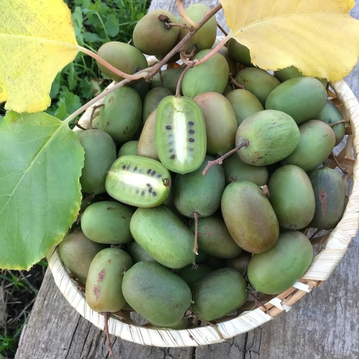 Актинидия киевская крупноплодная