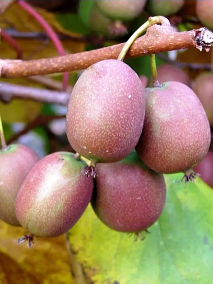 Актинидия аргута кенс ред