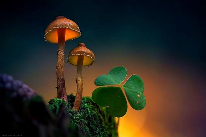 Светящиеся грибы мартина пфистера