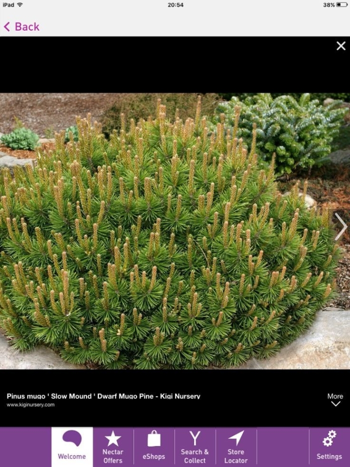 Сосна горная мугус