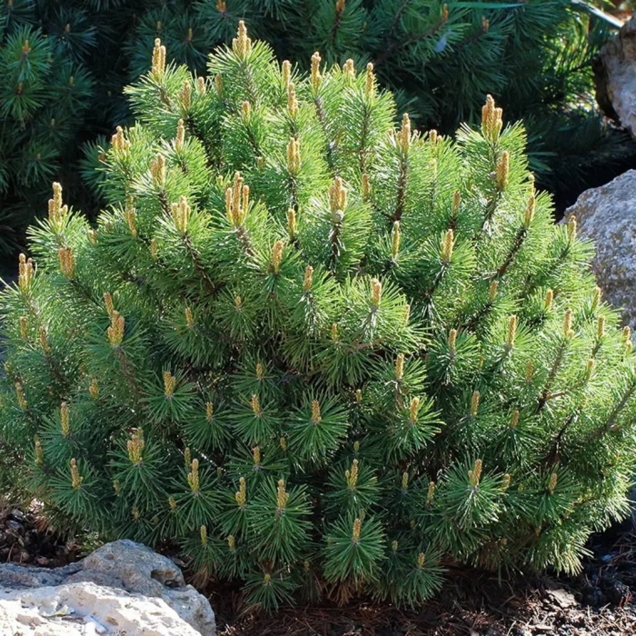 Сосна горная pumilio пумилио