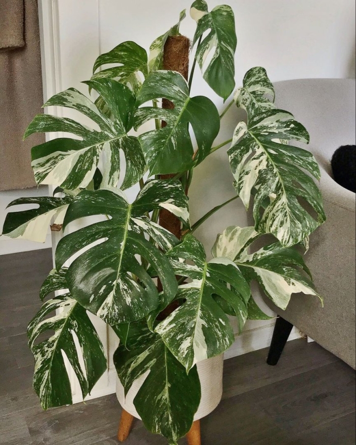 Монстера альба вариегата