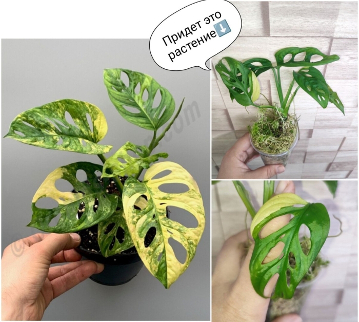 Монстера адансони вариегатная