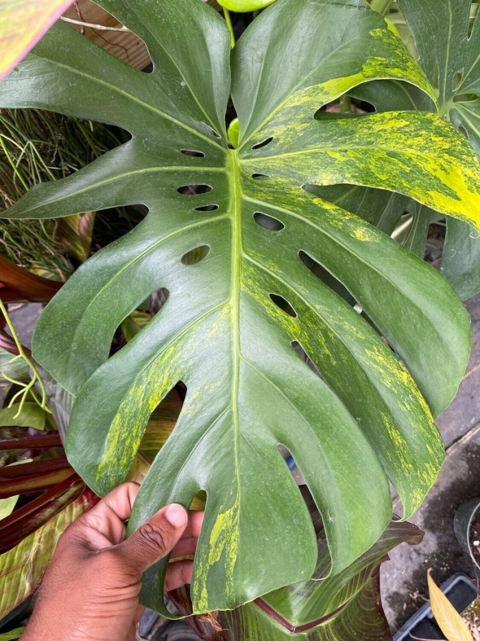 Monstera acuminata