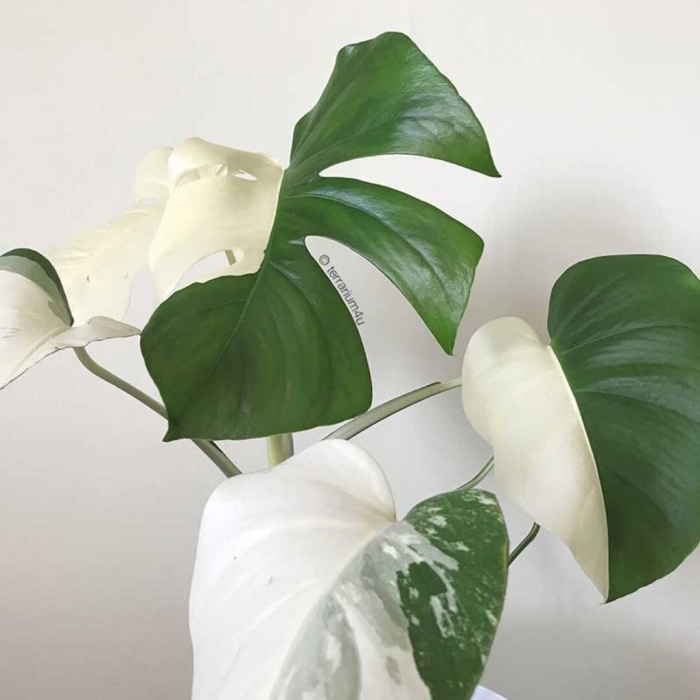 Монстера делициоза минт