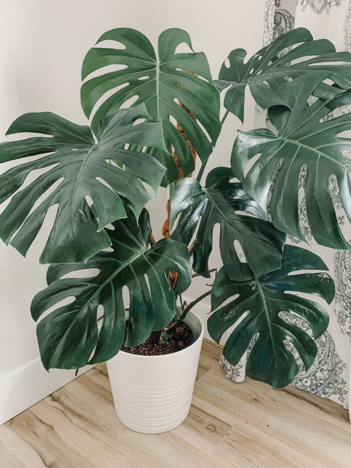 Монстера делициоза monstera deliciosa