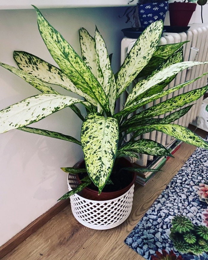 Диффенбахия vesuvius