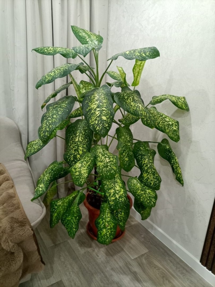 Цветок диффенбахия комнатный