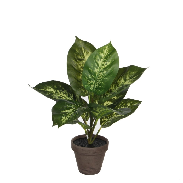 Диффенбахия стар брайт