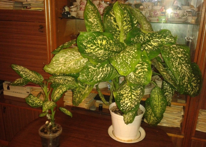 Диффенбахия пятнистая
