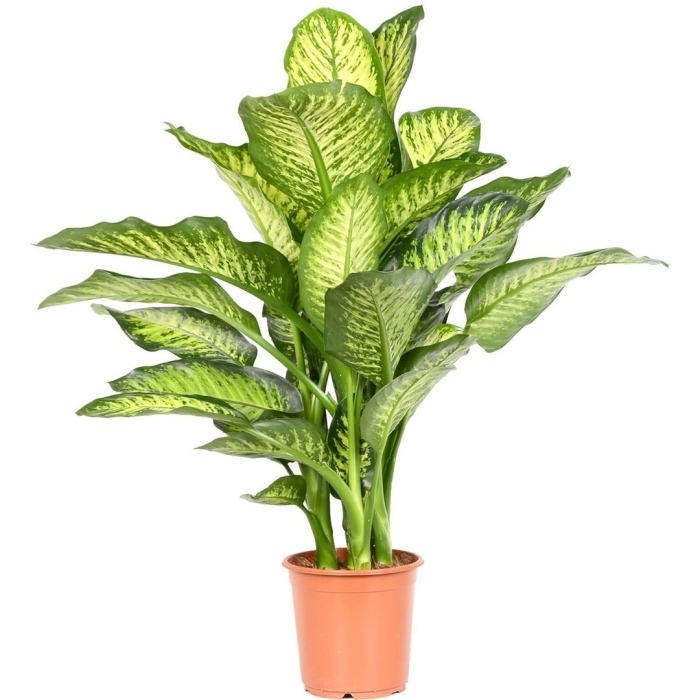 Диффенбахия мароба