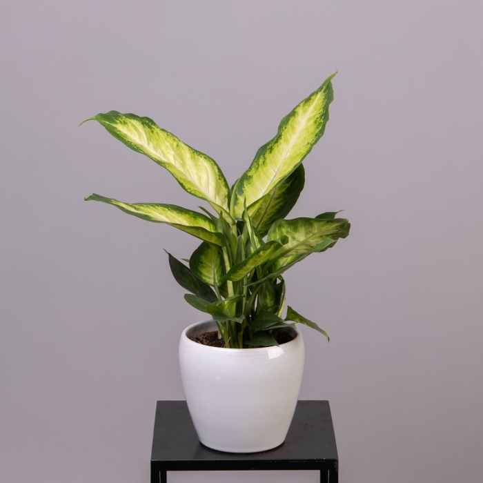 Диффенбахия камила