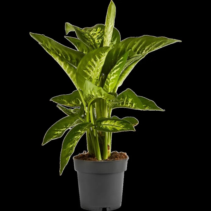 Диффенбахия грин мэджик