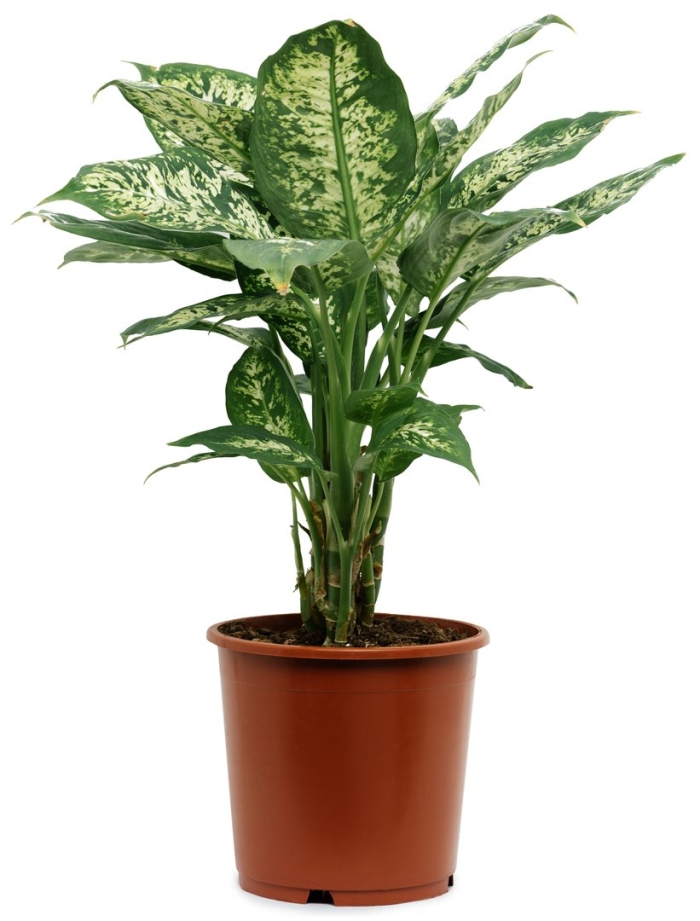 Диффенбахия микс d12