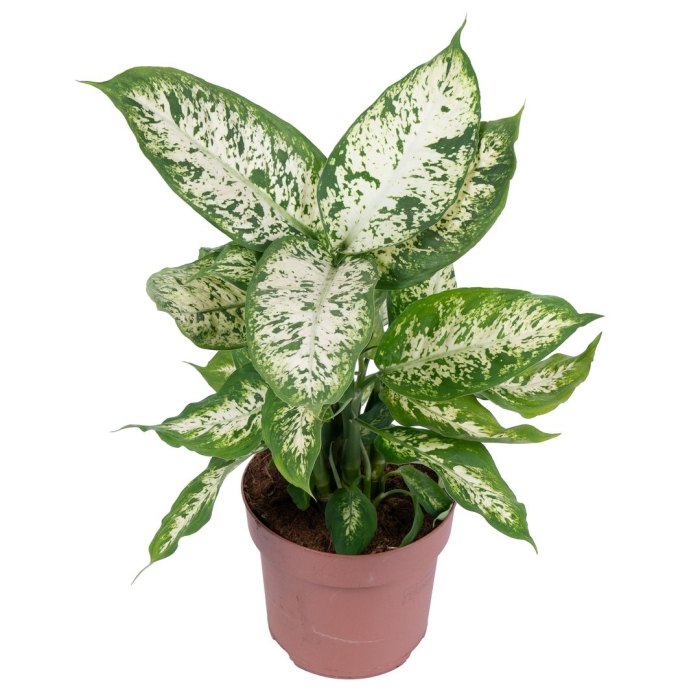 Диффенбахия марс.сублим