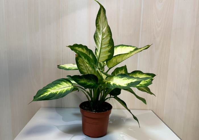 Диффенбахия вайт этна