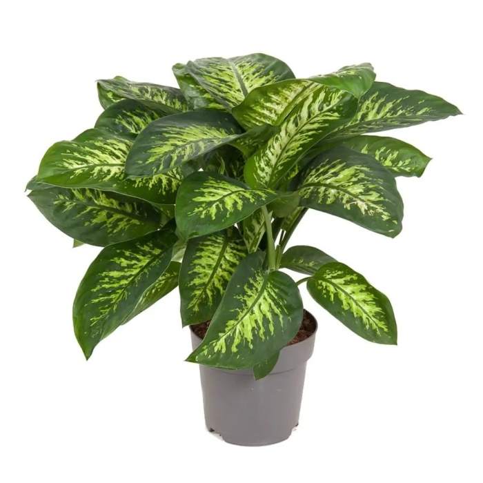 Диффенбахия цветок комнатный