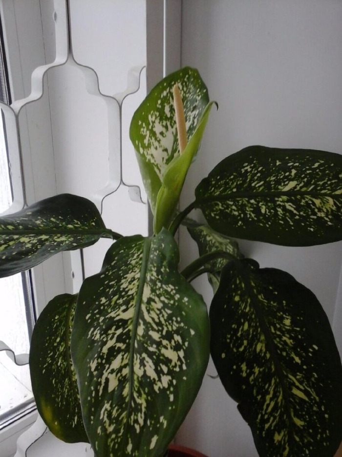Ядовитый цветок диффенбахия
