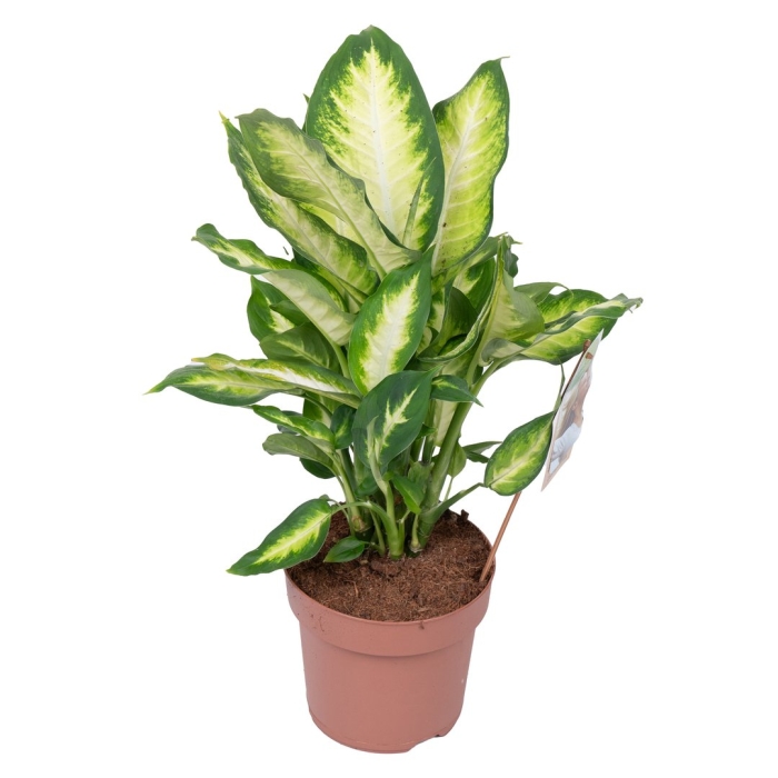 Диффенбахия кустовая камилла