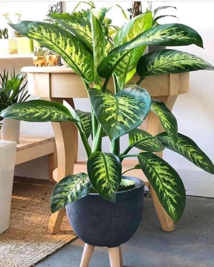 Диффенбахия в интерьере