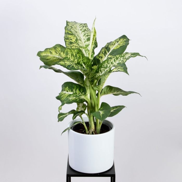 Диффенбахия марс