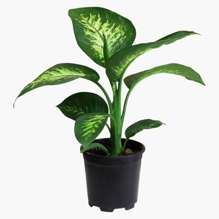 Диффенбахия amoena